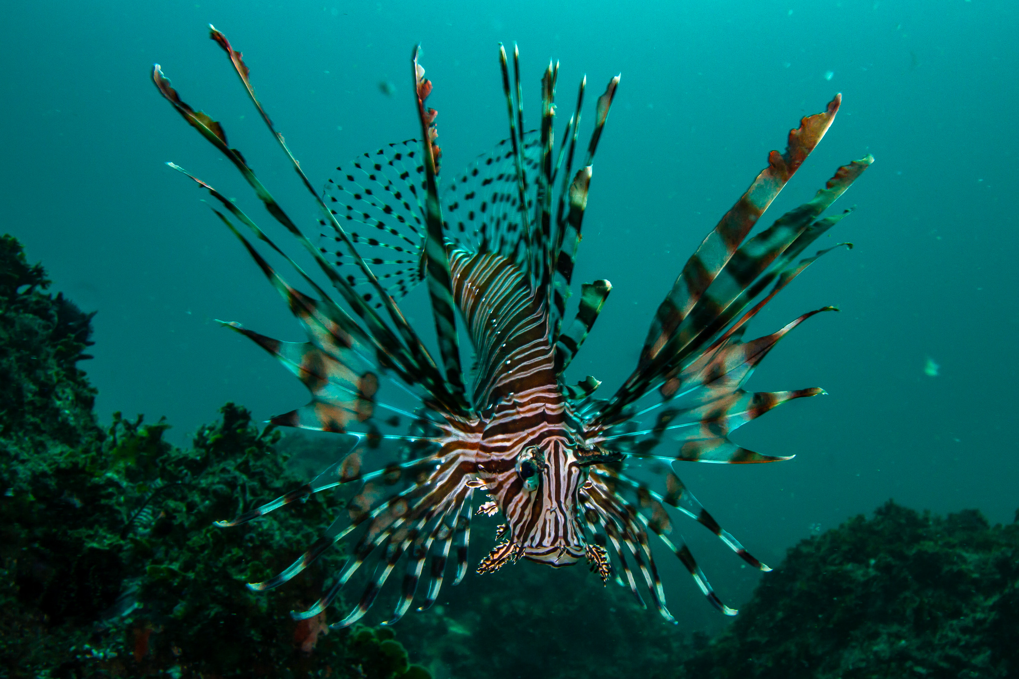 Scuba Diving Julian Rocks NSW - Monique Lives Life - Travel Blogger