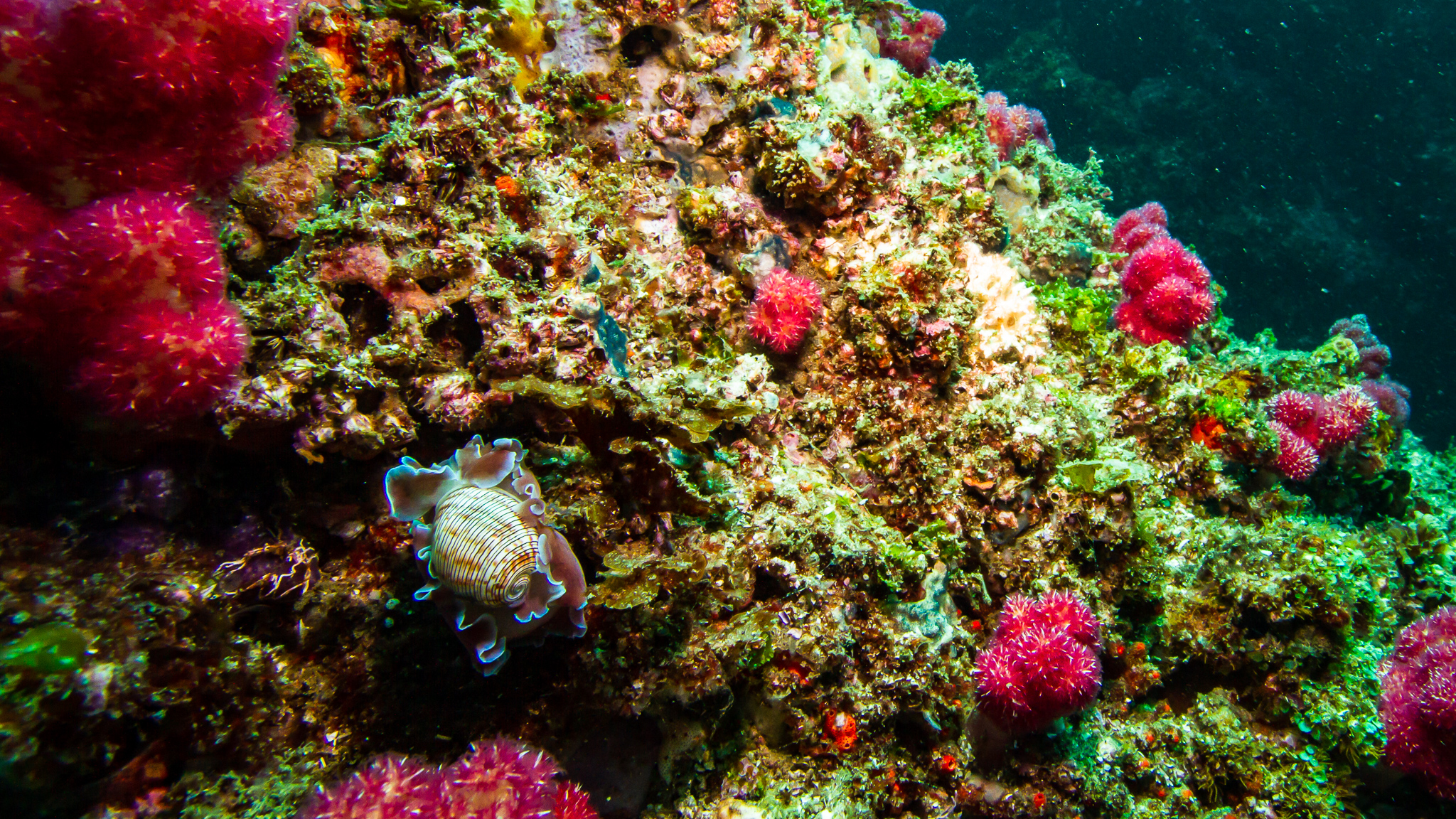 Scuba Diving Julian Rocks NSW - Monique Lives Life - Travel Blogger