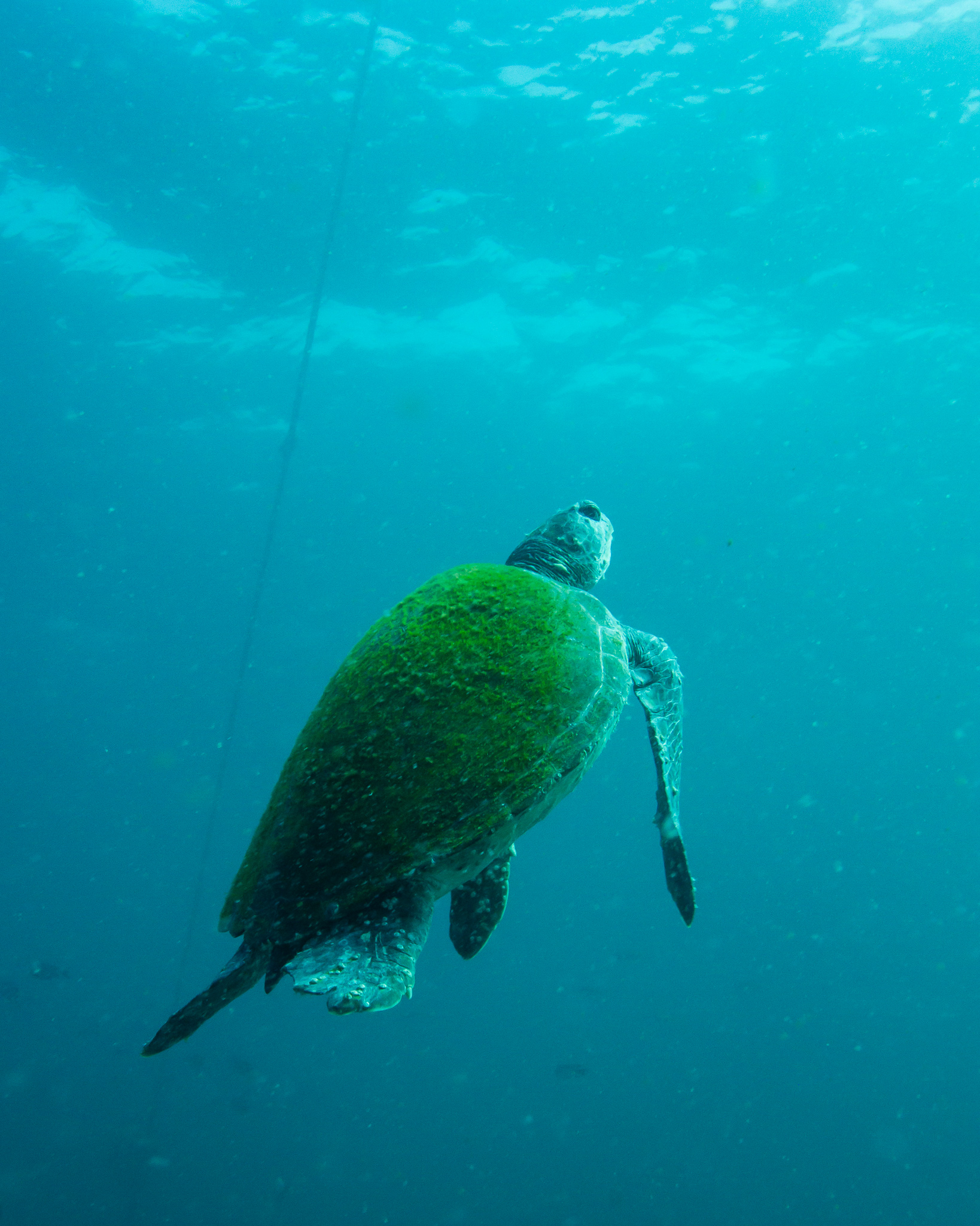 Scuba Diving Julian Rocks NSW - Monique Lives Life - Travel Blogger